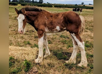 Clydesdale, Wallach, Fohlen (05/2025), 175 cm, Rotbrauner