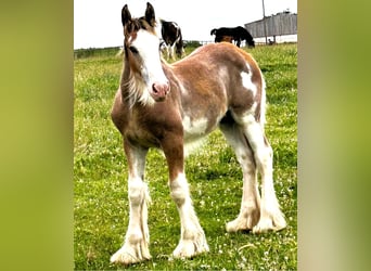Clydesdale, Wallach, Fohlen (03/2026)