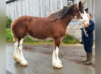 Clydesdale, Yegua, 11 años