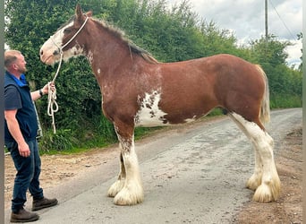 Clydesdale, Yegua, 11 años
