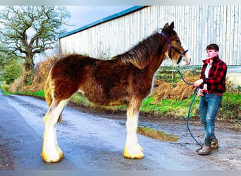 Clydesdale, Yegua, 1 año