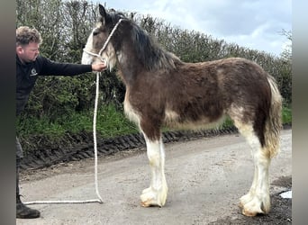Clydesdale, Yegua, 1 año