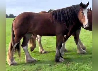 Clydesdale, Yegua, 2 años