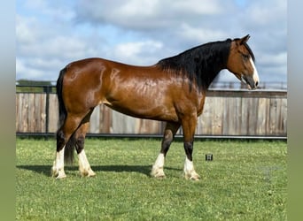 Clydesdale, Yegua, 5 años, 152 cm, Castaño rojizo