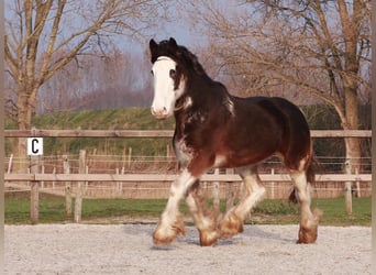 Clydesdale, Yegua, 6 años, 175 cm, Castaño