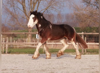 Clydesdale, Yegua, 6 años, 175 cm, Castaño