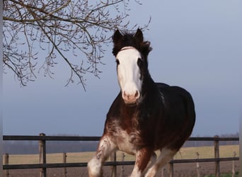 Clydesdale, Yegua, 6 años, 175 cm, Castaño