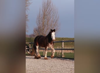 Clydesdale, Yegua, 6 años, 175 cm, Castaño