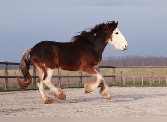 Clydesdale, Yegua, 6 años, 175 cm, Castaño