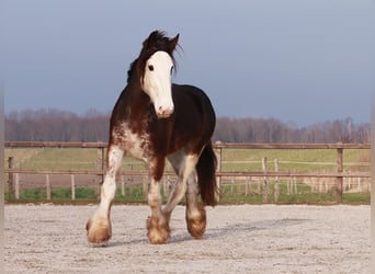 Clydesdale, Yegua, 6 años, 175 cm, Castaño