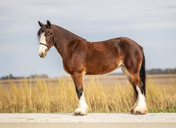 Clydesdale Mestizo, Yegua, 9 años, Castaño rojizo