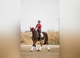 Clydesdale Mestizo, Yegua, 9 años, Castaño rojizo