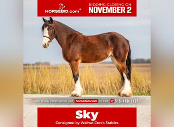 Clydesdale Mestizo, Yegua, 9 años, Castaño rojizo