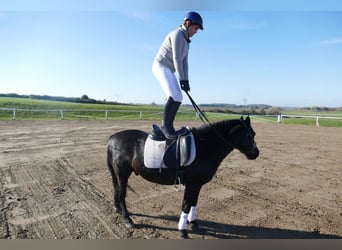 Cob, Caballo castrado, 10 años, 140 cm, Negro