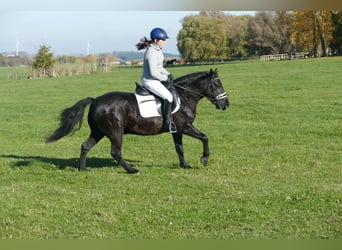 Cob, Caballo castrado, 10 años, 140 cm, Negro