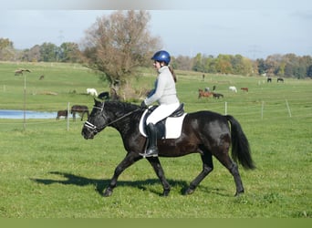 Cob, Caballo castrado, 10 años, 140 cm, Negro