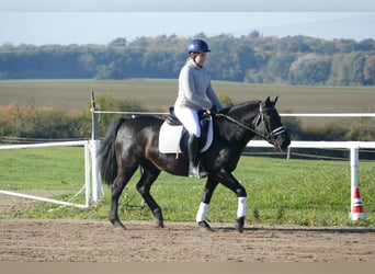 Cob, Caballo castrado, 10 años, 140 cm, Negro