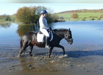 Cob, Caballo castrado, 10 años, 140 cm, Negro