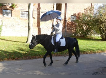 Cob, Caballo castrado, 10 años, 140 cm, Negro