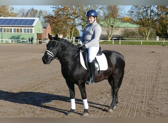 Cob, Caballo castrado, 10 años, 140 cm, Negro