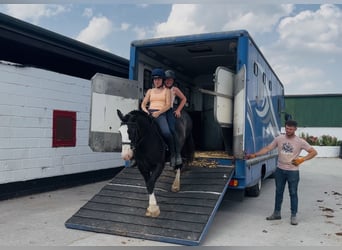 Cob, Caballo castrado, 10 años, 147 cm, Negro