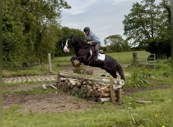 Cob, Caballo castrado, 10 años, 148 cm, Negro