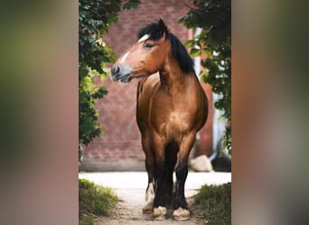 Cob Mestizo, Caballo castrado, 10 años, 160 cm, Castaño