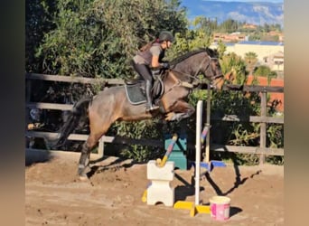 Cob Mestizo, Caballo castrado, 10 años, Ruano alazán