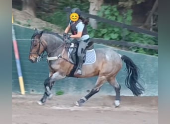 Cob Mestizo, Caballo castrado, 10 años, Ruano alazán