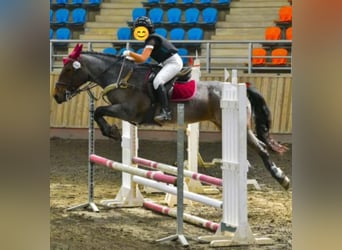 Cob Mestizo, Caballo castrado, 10 años, Ruano alazán