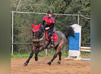 Cob Mestizo, Caballo castrado, 10 años, Ruano alazán