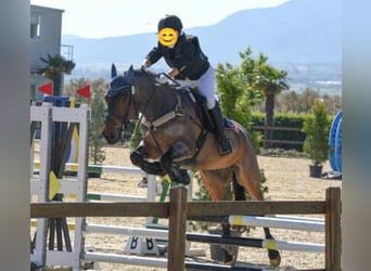 Cob Mestizo, Caballo castrado, 10 años, Ruano alazán