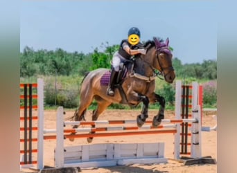 Cob Mestizo, Caballo castrado, 10 años, Ruano alazán