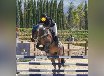 Cob Mestizo, Caballo castrado, 10 años, Ruano alazán