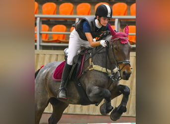 Cob Mestizo, Caballo castrado, 10 años, Ruano alazán