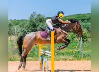 Cob Mestizo, Caballo castrado, 10 años, Ruano alazán