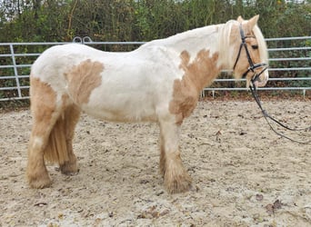 Cob, Caballo castrado, 11 años, 144 cm, Pío