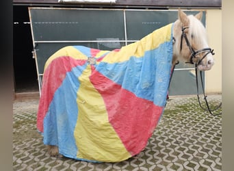 Cob, Caballo castrado, 11 años, 144 cm, Pío