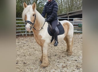 Cob, Caballo castrado, 11 años, 144 cm, Pío