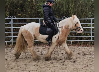 Cob, Caballo castrado, 11 años, 144 cm, Pío