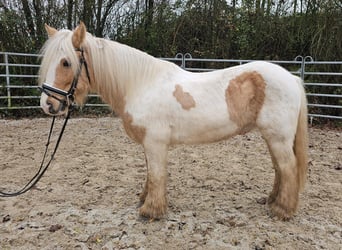 Cob, Caballo castrado, 11 años, 144 cm, Pío