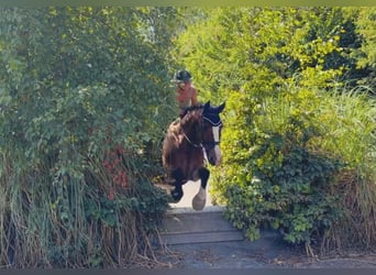 Cob, Caballo castrado, 11 años, 155 cm, Castaño rojizo