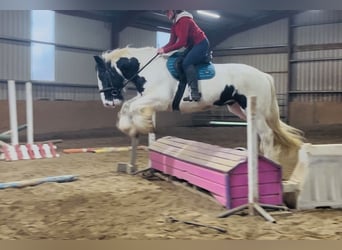 Cob, Caballo castrado, 11 años, 163 cm, Atigrado/Moteado