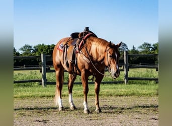 Cob, Caballo castrado, 12 años, Castaño