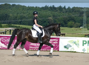 Cob, Caballo castrado, 13 años, 150 cm, Castaño oscuro