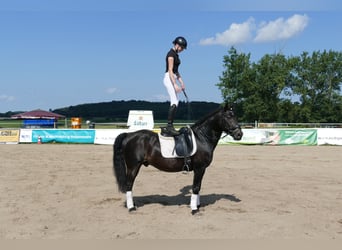 Cob, Caballo castrado, 13 años, 150 cm, Castaño oscuro