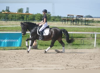 Cob, Caballo castrado, 13 años, 150 cm, Castaño oscuro