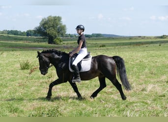 Cob, Caballo castrado, 13 años, 150 cm, Castaño oscuro