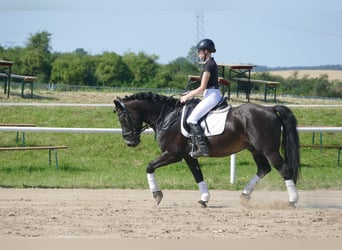 Cob, Caballo castrado, 13 años, 150 cm, Castaño oscuro