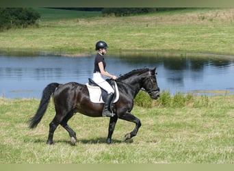 Cob, Caballo castrado, 13 años, 150 cm, Castaño oscuro